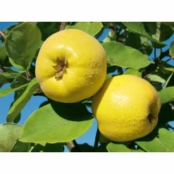 Weleda Neusspray Gencydo -Gezondheidsproducten Winkel 761884 3