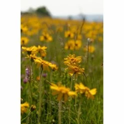 2x Weleda Badmelk Arnica Sport -Gezondheidsproducten Winkel 980206 4